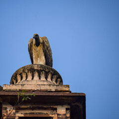 Indian Vulture or long billed vulture or Gyps indicus close up or portrait at Royal Cenotaphs Chhatris of Orchha, Madhya Pradesh, India, Orchha the lost city of India
