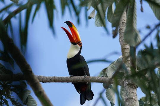 Riesentukan sitzt auf einem Ast