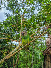 Jungle Parrot