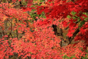 t has became so autumn