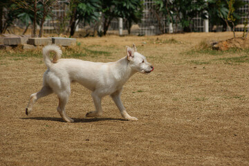 A white mongrel dog is playing in the dirt yard.