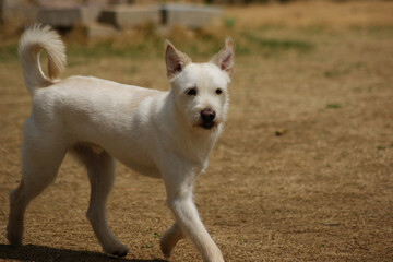 A white mongrel dog is playing in the dirt yard.