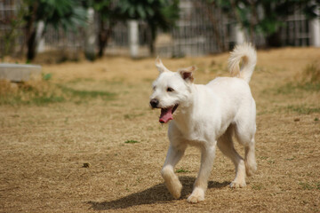 A white mongrel dog is playing in the dirt yard.