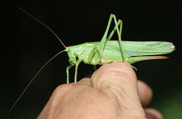 Grünes Heupferd - Great green bush-cricket