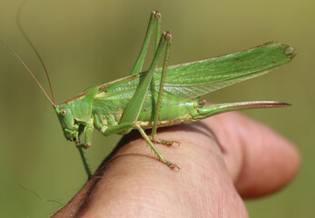 Grünes Heupferd - Great green bush-cricket