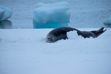 Weddell seal relaxing in the Sumer snow.  This is Mikkelsen Harbour, Trinity Island, part of the Palmer Archipelago, Antarctica.