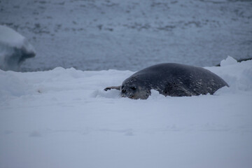 Weddell seal relaxing in the Sumer snow.  This is Mikkelsen Harbour, Trinity Island, part of the Palmer Archipelago, Antarctica.