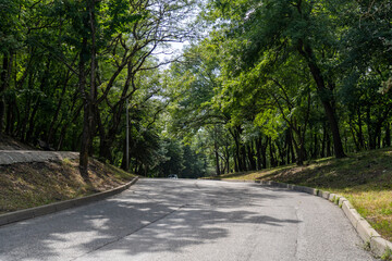 Fototapeta na wymiar Beautiful asphalt curving road leading uphill among tunnel of trees in forest