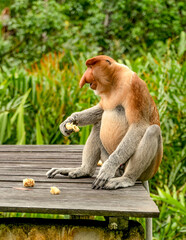 Cute proboscis monkey sitting on the bench eating.  Greenery around. Borneo jungles, Malaysia