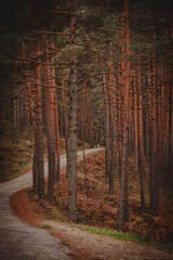autumn in the forest
