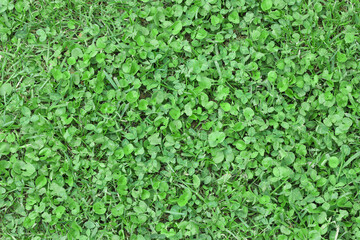 grass texture floor nature garden