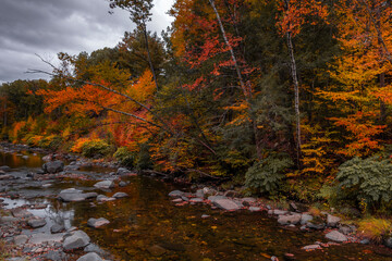 autumn in the forest