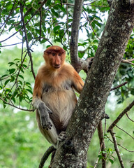 Proboscis monkey sits on the tree in Borneo jungle	