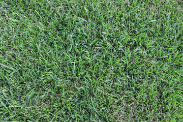 grass texture floor nature garden