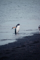 Three gentoo penguins walking out of the water and onto South Shetland Island in Antartica.  The volcanic Deception island, with black beaches. 
