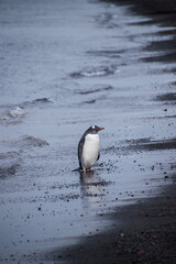 Three gentoo penguins walking out of the water and onto South Shetland Island in Antartica.  The volcanic Deception island, with black beaches. 