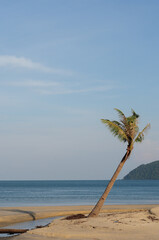 a coconut tree by the beach
