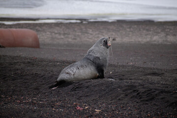 A male Antarctic fur seal laughing around on Deception Island, in the south Shetland Islands.