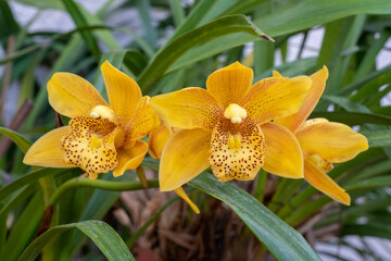 Closeup view of colorful yellow and brown flowers of cymbidium terrestrial orchid hybrid blooming outdoors in garden - obrazy, fototapety, plakaty