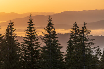 Green fir trees, morning sun and Carpathian mountains at sunrise in the summer. Ukraine, Europe