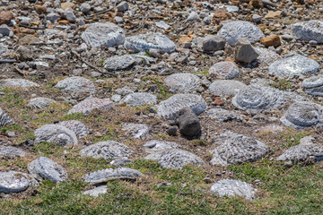 Abalone shells at Stony Point