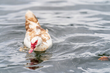 Obraz na płótnie Canvas Muscovy duck in the water