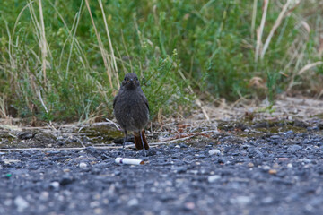 Junger  Hausrotschwanz (Phoenicurus ochruros)	