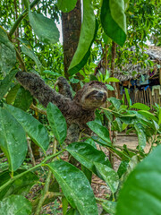 baby sloth