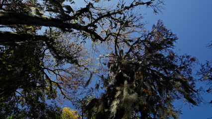 Obraz premium Caddo Lake State Park in Texas with its amazing vegetation and landscape - travel photography