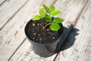 Ciemiernik Helleborus 