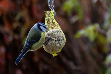 Vögel in den frühen Wintertagen