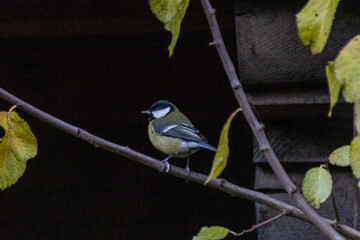 Vögel in den frühen Wintertagen