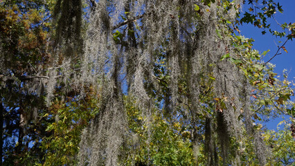 Obraz premium Caddo Lake State Park in Texas with its amazing vegetation and landscape - travel photography