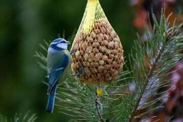 Vögel in den frühen Wintertagen