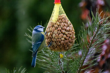 Vögel in den frühen Wintertagen