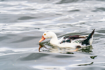 Muscovy duck in the water