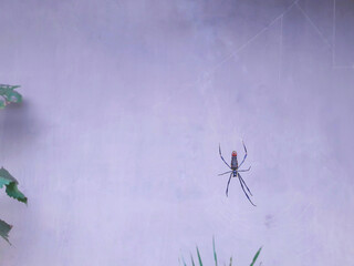 spider on a wall