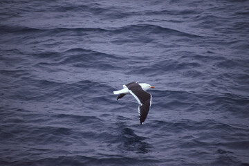 Looking down at the Kelp Gull flying over the Antarctica Ocean. 
