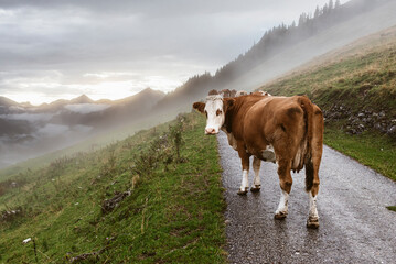 Eine braune Fleckvieh Kuh läuft nach einem Gewitter durch die Nebelschwaden entlang einer Straße...