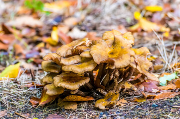 A view of fungus stack growing in a wood near to Arundel, Sussex, UK in Autumn