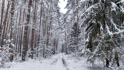 Aerial view of footpath and snowy forest in winter.