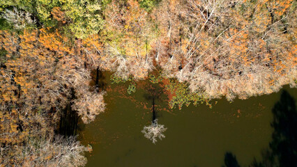Amazing nature at the Caddo Lake State swamps in Texas - aerial view