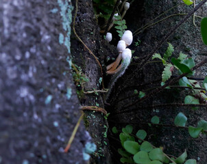 Plant on the old trunk 