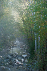 woda rzeka natura rośliny jesień © Piotr