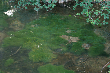 woda rzeka natura rośliny jesień © Piotr