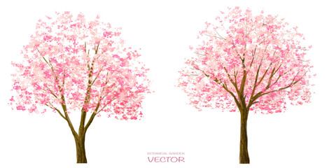 Vector watercolor blooming flower,Sakura tree or forest side view isolated on white background for landscape and architecture drawing,elements for environment and garden,botanical in spring  © Chanya_B