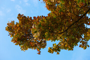drzewo liście jesień kolory natura roślina