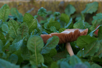 grzyb park natura kapelusz liście © Piotr