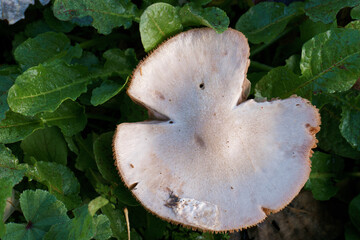 grzyb park natura kapelusz liście © Piotr