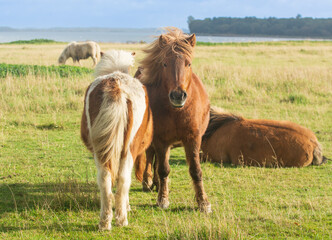 horses in the meadow